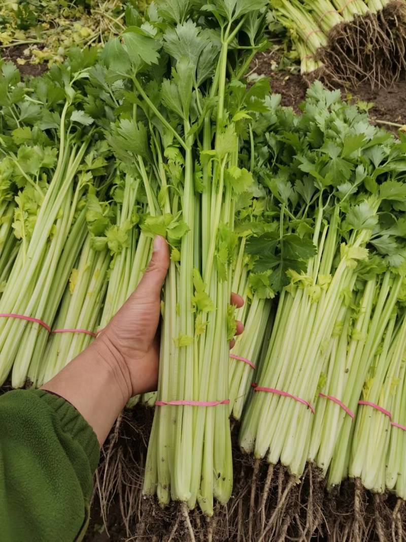 硕源香芹种子四季小香芹无纤维黄绿速生耐热菜农芹菜种子籽