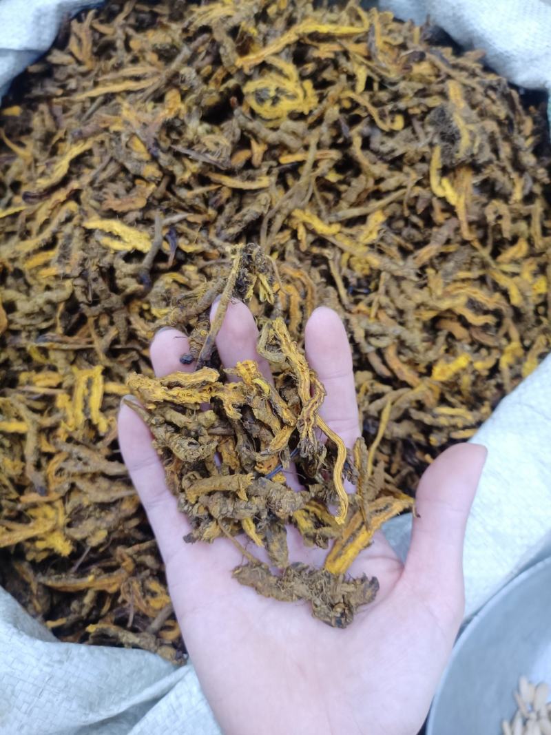 正品黄莲可批发可零售量大从优假一罚十
