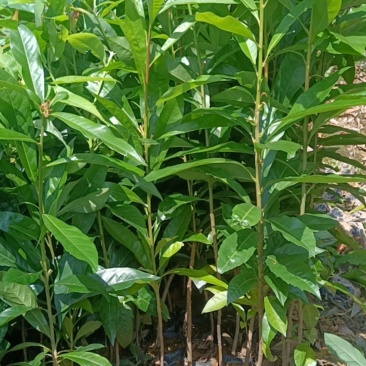 木荷