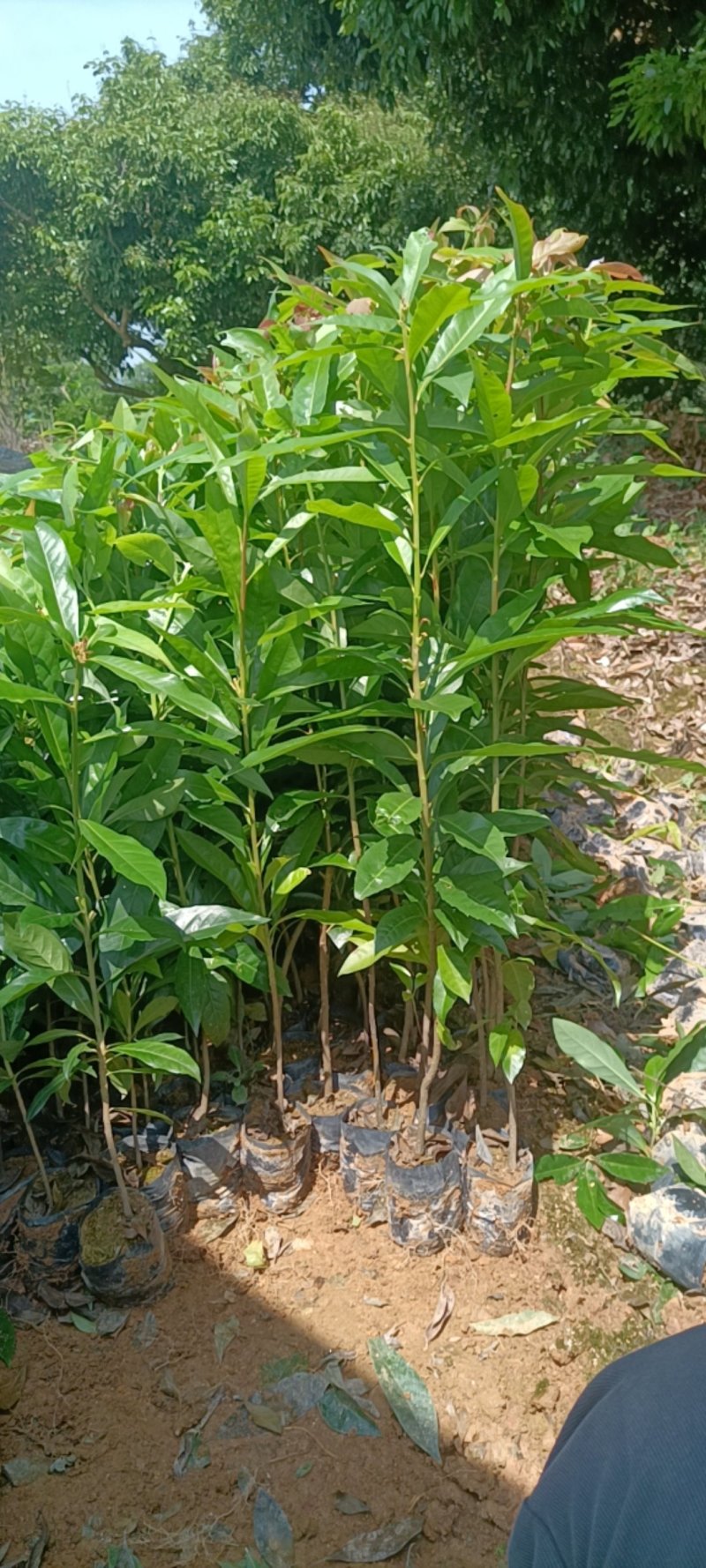 木荷