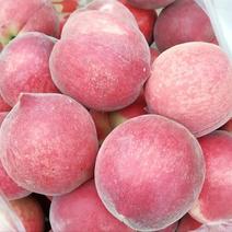 湖北毛桃精品水蜜桃规格齐全大量上市中发货全国
