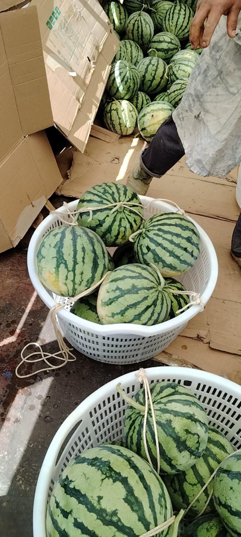 云南文山无籽美都西瓜