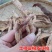 【土荆皮】中药材土槿皮土荆皮根皮金钱松根皮包邮