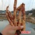 【土荆皮】中药材土槿皮土荆皮根皮金钱松根皮包邮