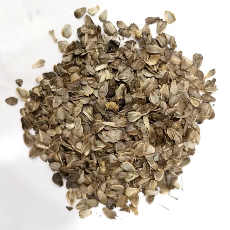 串叶松香草种子多年生教授菊牛羊牧草高产耐寒大叶蛋白