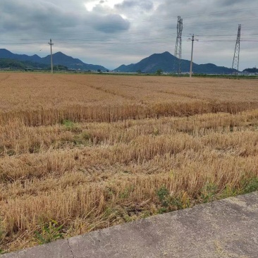 精品高筋小麦