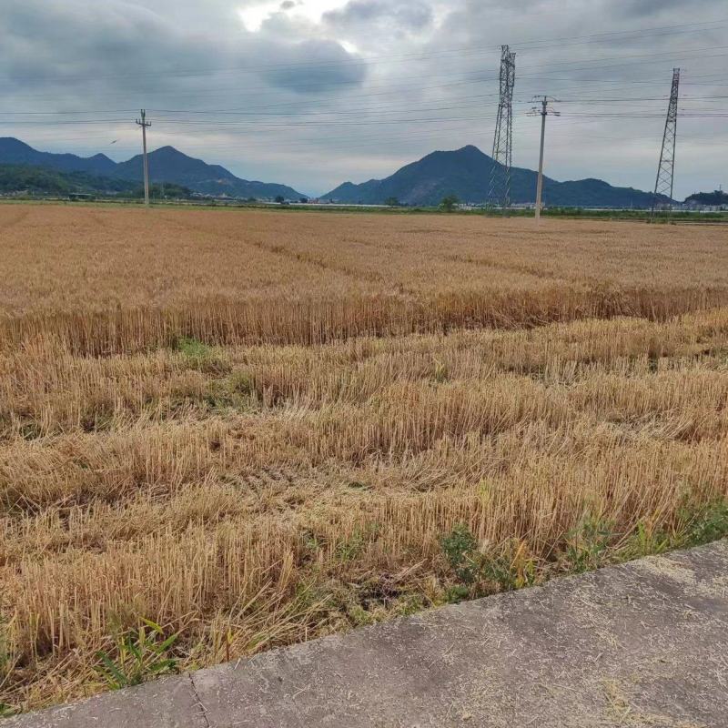 精品高筋小麦