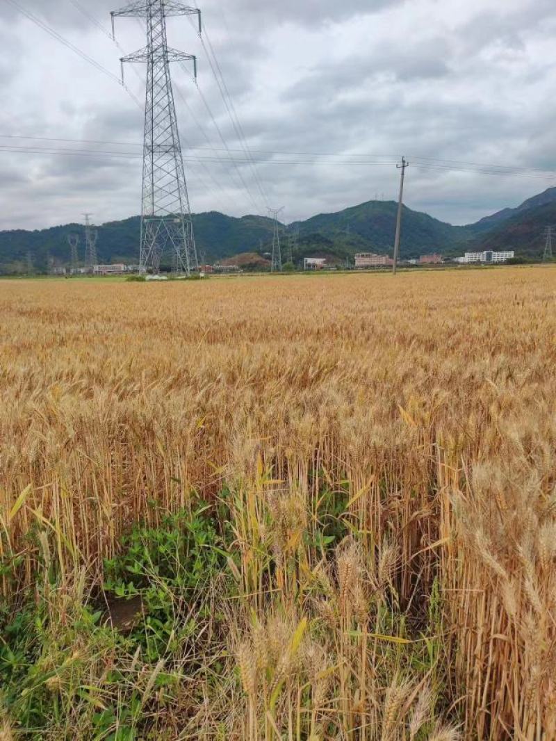 精品高筋小麦