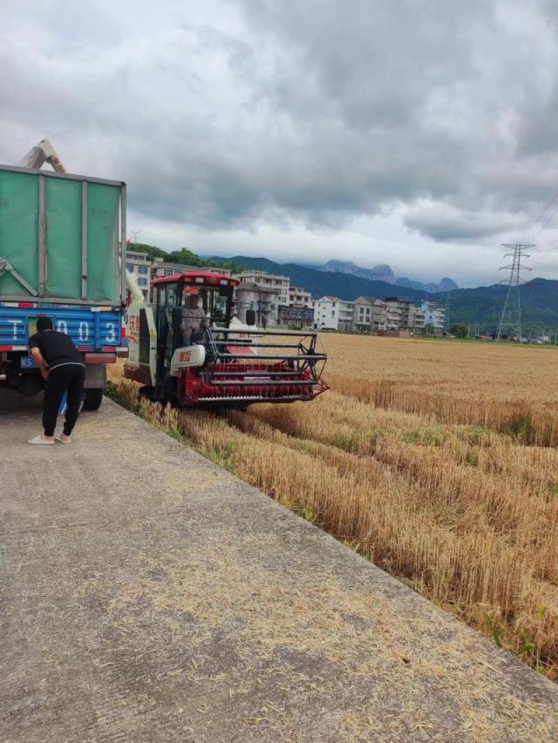 精品高筋小麦