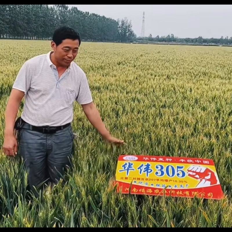精品高筋小麦