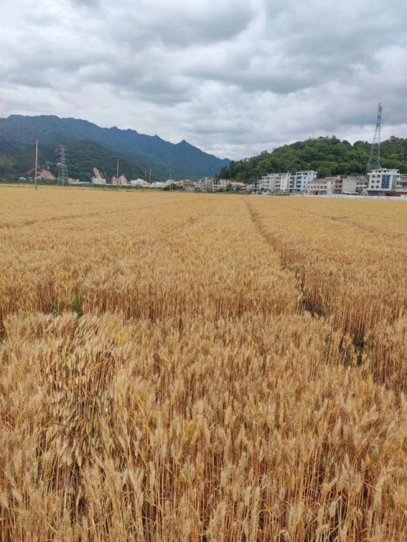 精品高筋小麦