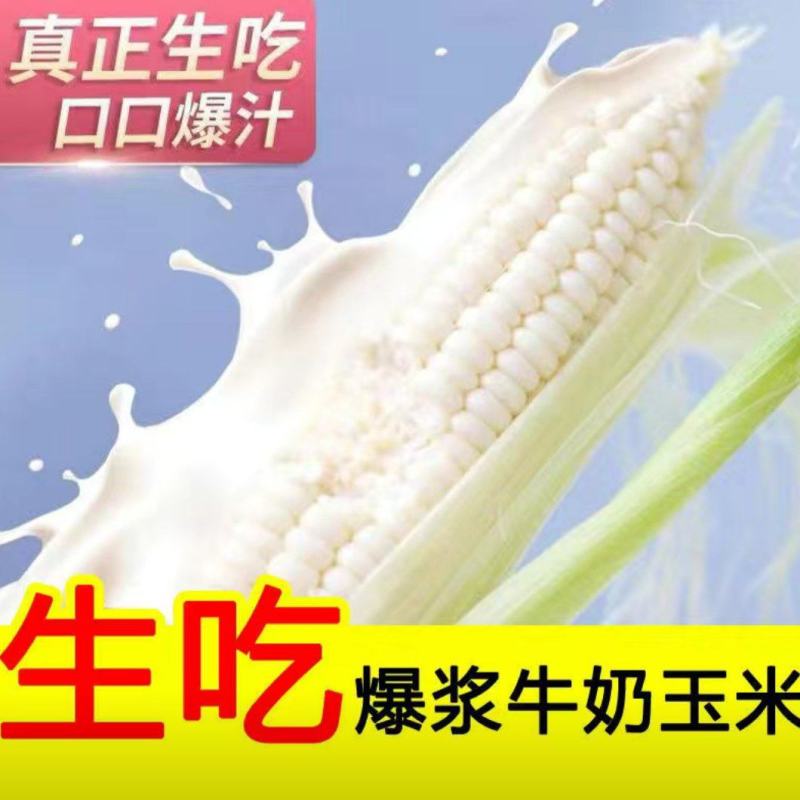 水果玉米爆浆牛奶冰糖甜玉米现当季现摘开袋即食生吃玉米
