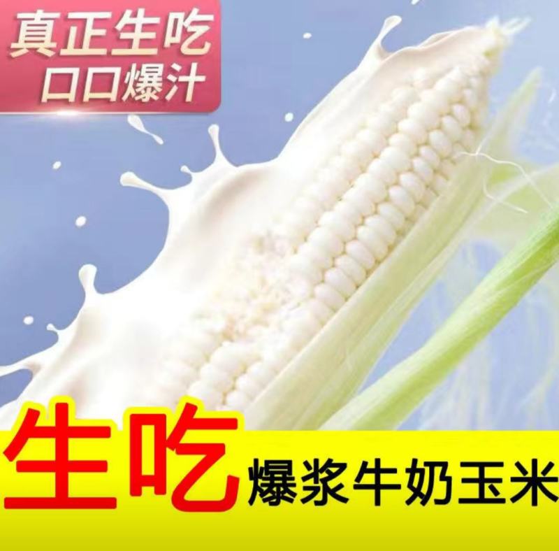 水果玉米爆浆牛奶冰糖甜玉米现当季现摘开袋即食生吃玉米
