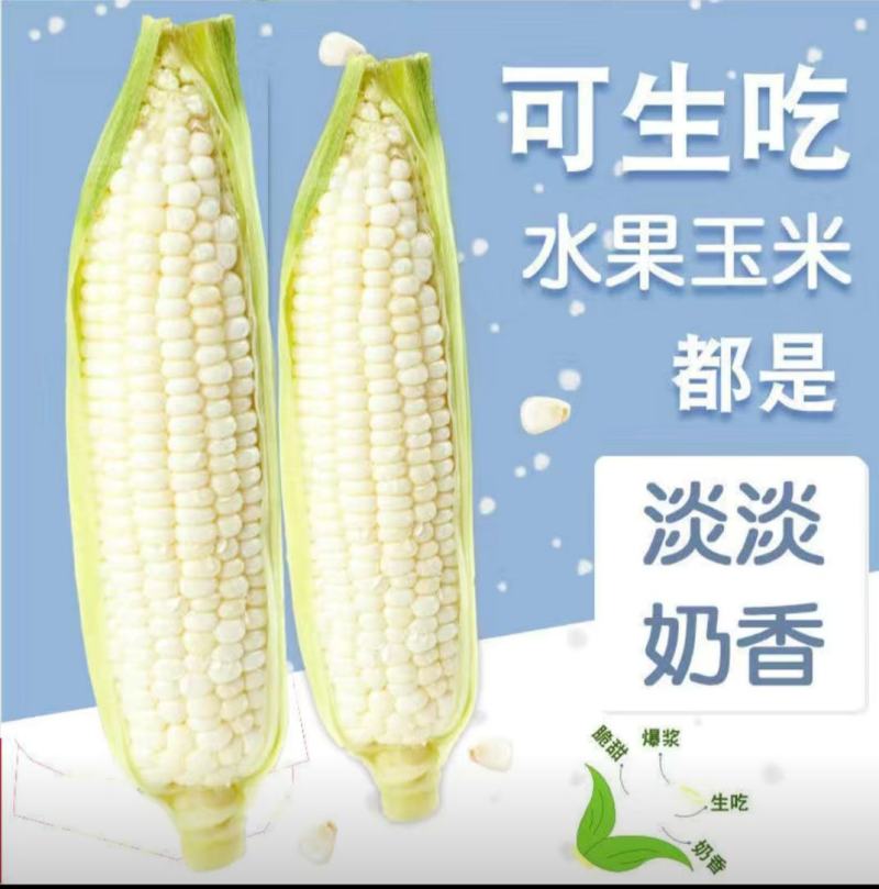 水果玉米爆浆牛奶冰糖甜玉米现当季现摘开袋即食生吃玉米