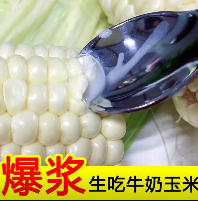 水果玉米爆浆牛奶冰糖甜玉米现当季现摘开袋即食生吃玉米