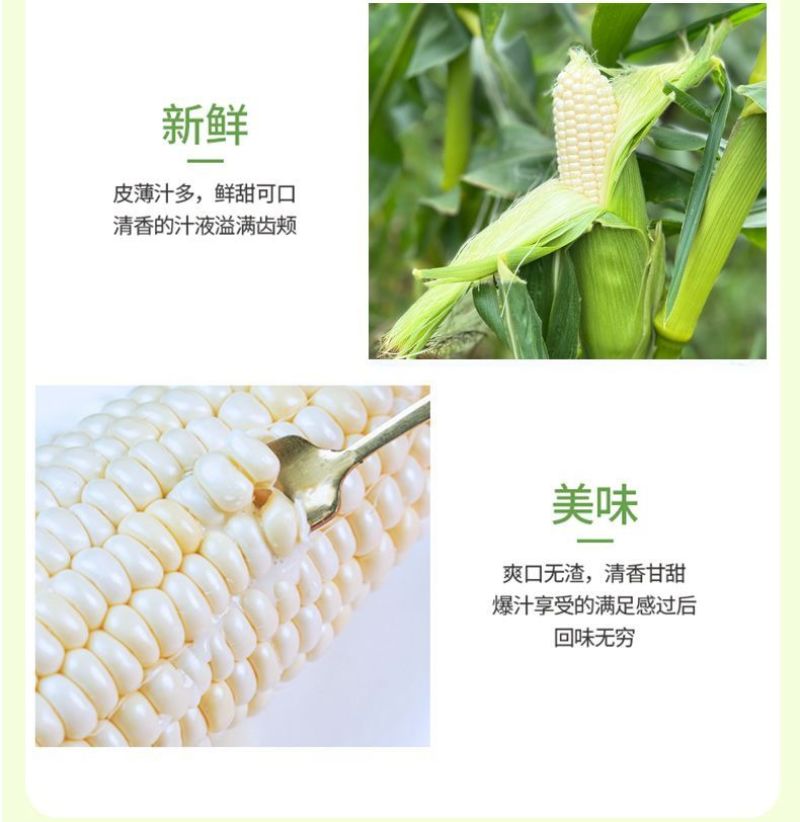 水果玉米爆浆牛奶冰糖甜玉米现当季现摘开袋即食生吃玉米