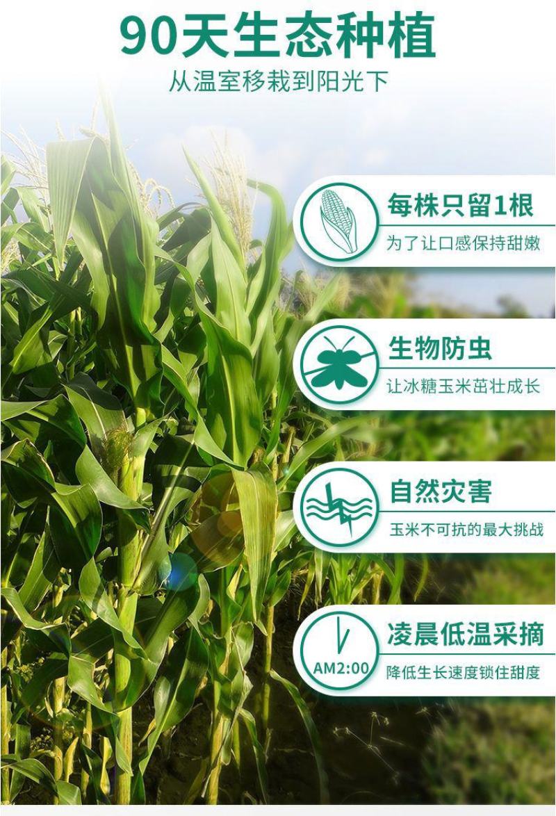 水果玉米爆浆牛奶冰糖甜玉米现当季现摘开袋即食生吃玉米