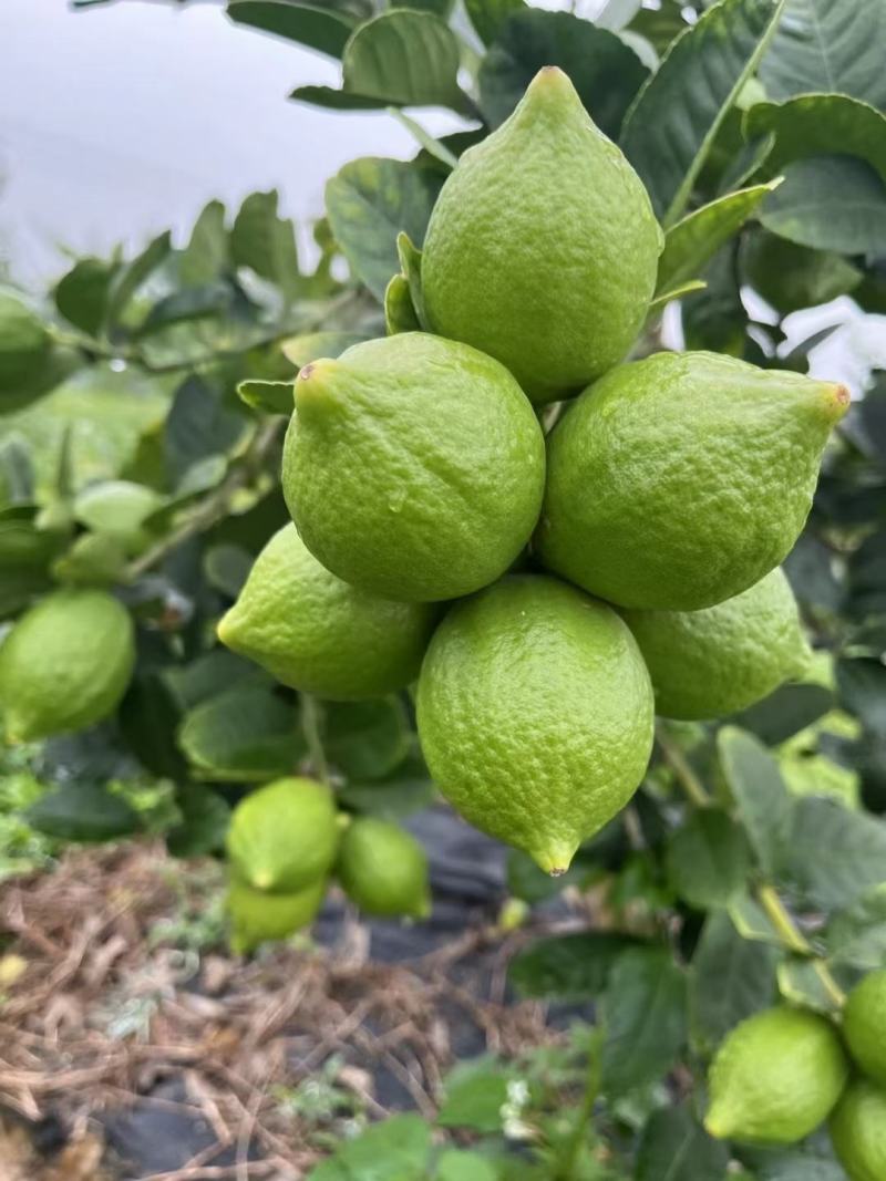 湛江香水柠檬，零售，批发，一级好果，现摘现发