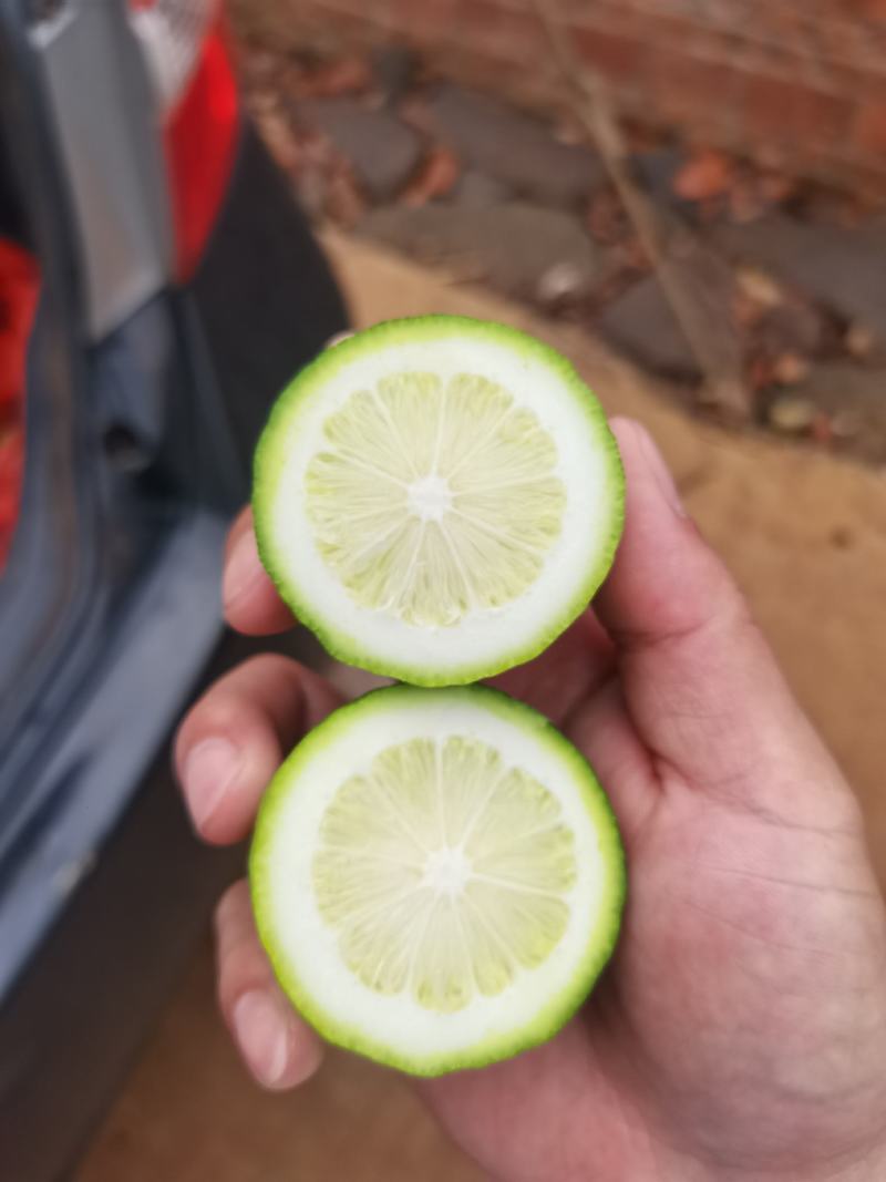 湛江香水柠檬，零售，批发，一级好果，现摘现发