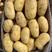 荷兰十五土豆通许大棚新土豆上市中承接商超社团供货