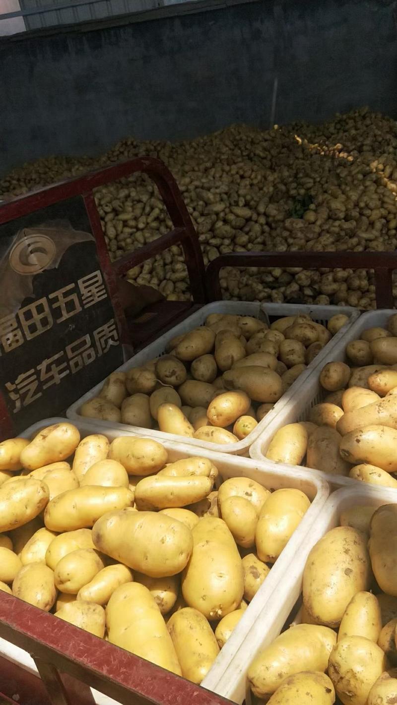 荷兰十五土豆通许大棚新土豆上市中承接商超社团供货
