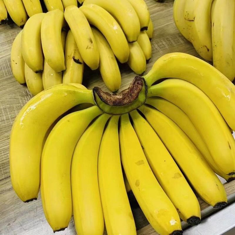 香蕉云南河香蕉广西香蕉，不黑心不硬心，量大质优整车发货