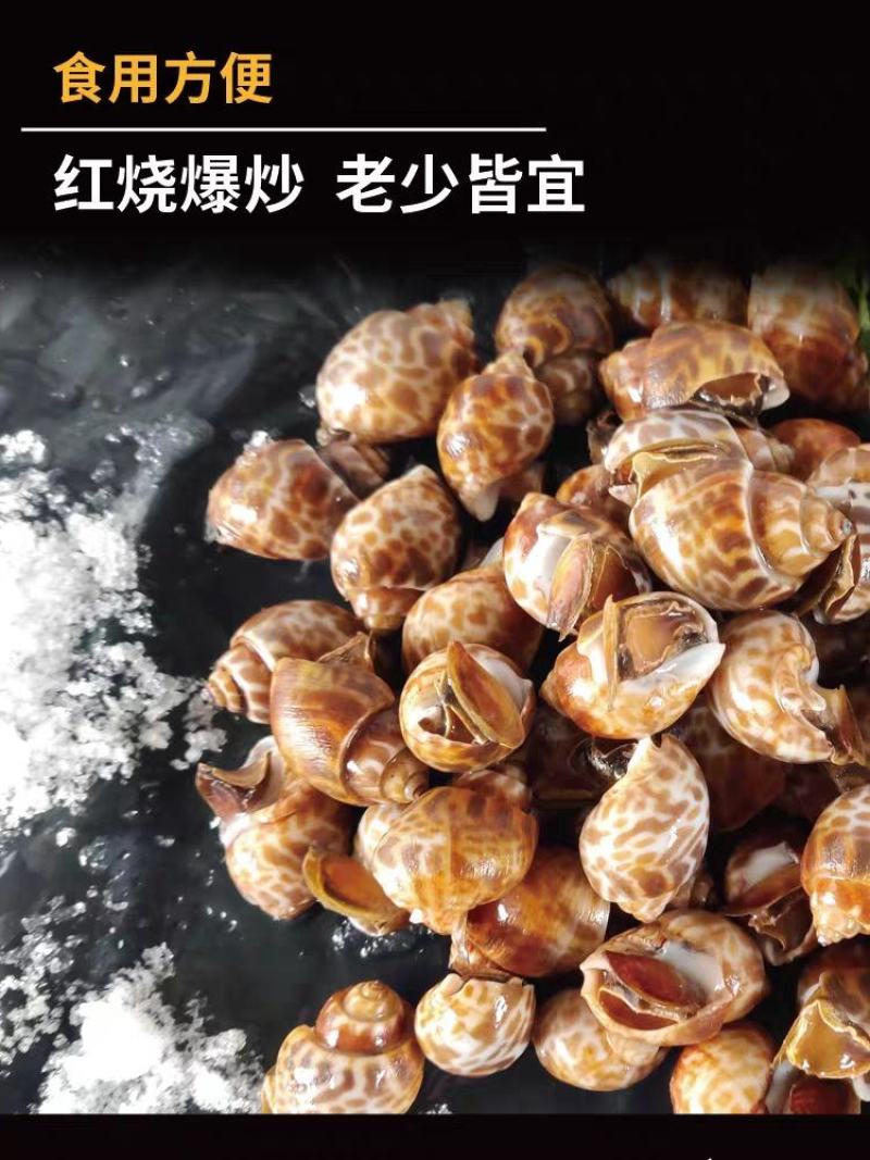 花螺鲜活冷冻新鲜特大花螺商用批发海鲜水产东风螺猫眼螺大海