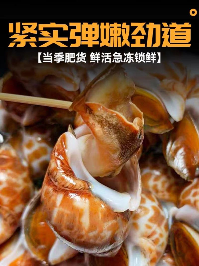 花螺鲜活冷冻新鲜特大花螺商用批发海鲜水产东风螺猫眼螺大海