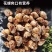 花螺鲜活冷冻新鲜特大花螺商用批发海鲜水产东风螺猫眼螺大海