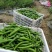 福建露天青椒新鲜品质好现采现发价格实惠