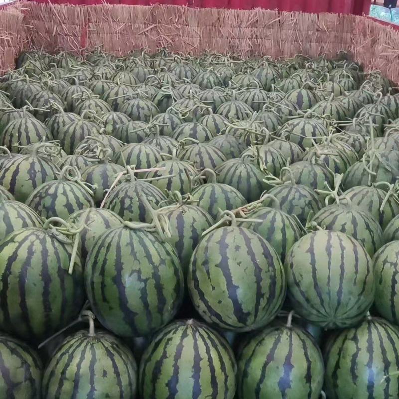 【诚信卖家】陕西美都西瓜大量有货可视频看货