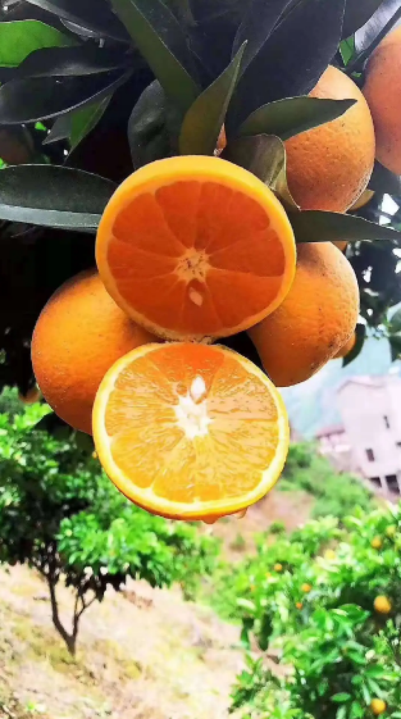 【实力】湖北爱媛橙果冻橙爱媛三十八全国供货可视频看货