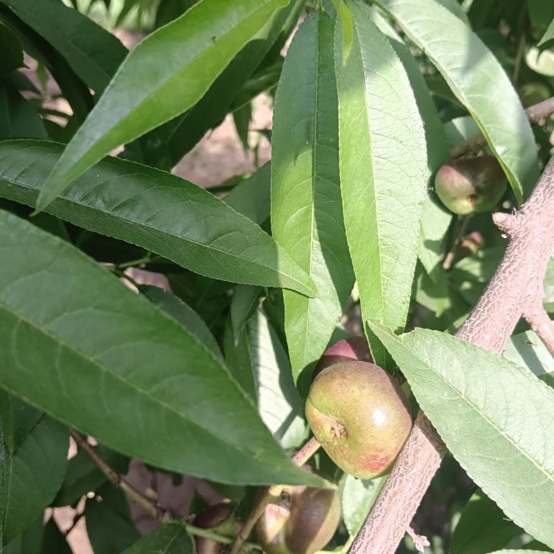小潘明月桃