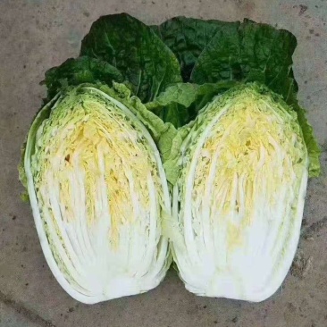 黄心白菜