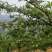 四月清脆李