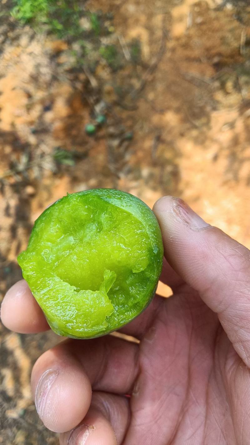 四月清脆李