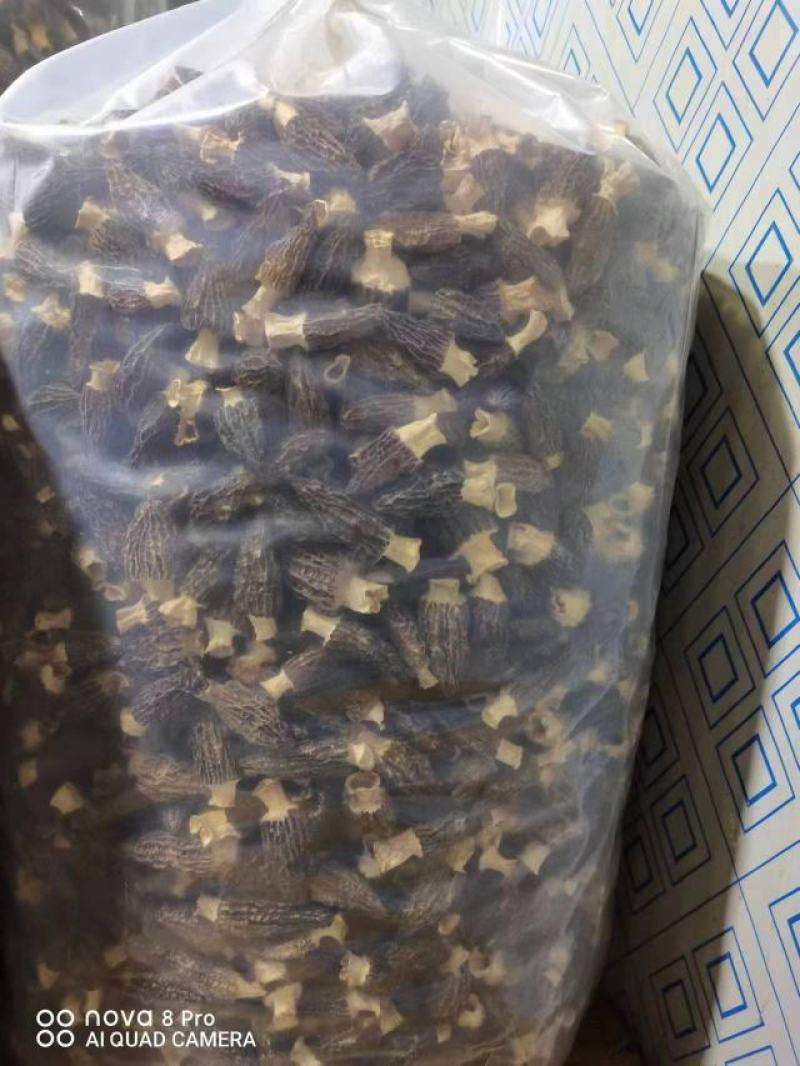 干羊肚菌产地发货