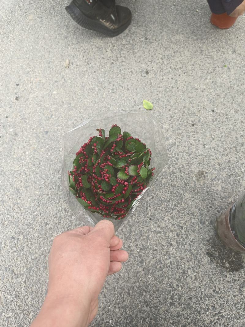 蟹爪兰