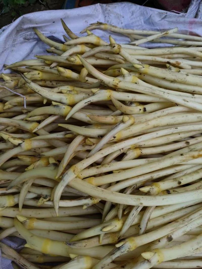 湖北藕带产地发货量大从优欢迎全国老板前来考察洽