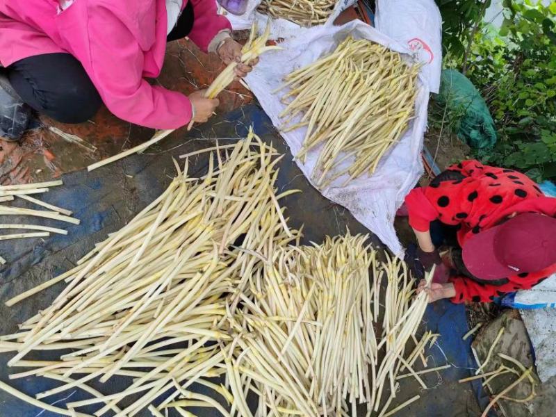 湖北藕带产地发货量大从优欢迎全国老板前来考察洽