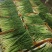 精品香茅柠檬香茅草可做香茅奶茶汤料等品质保证规格齐全