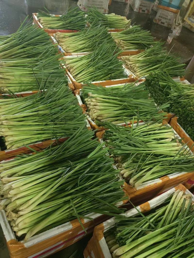 精品香茅柠檬香茅草可做香茅奶茶汤料等品质保证规格齐全
