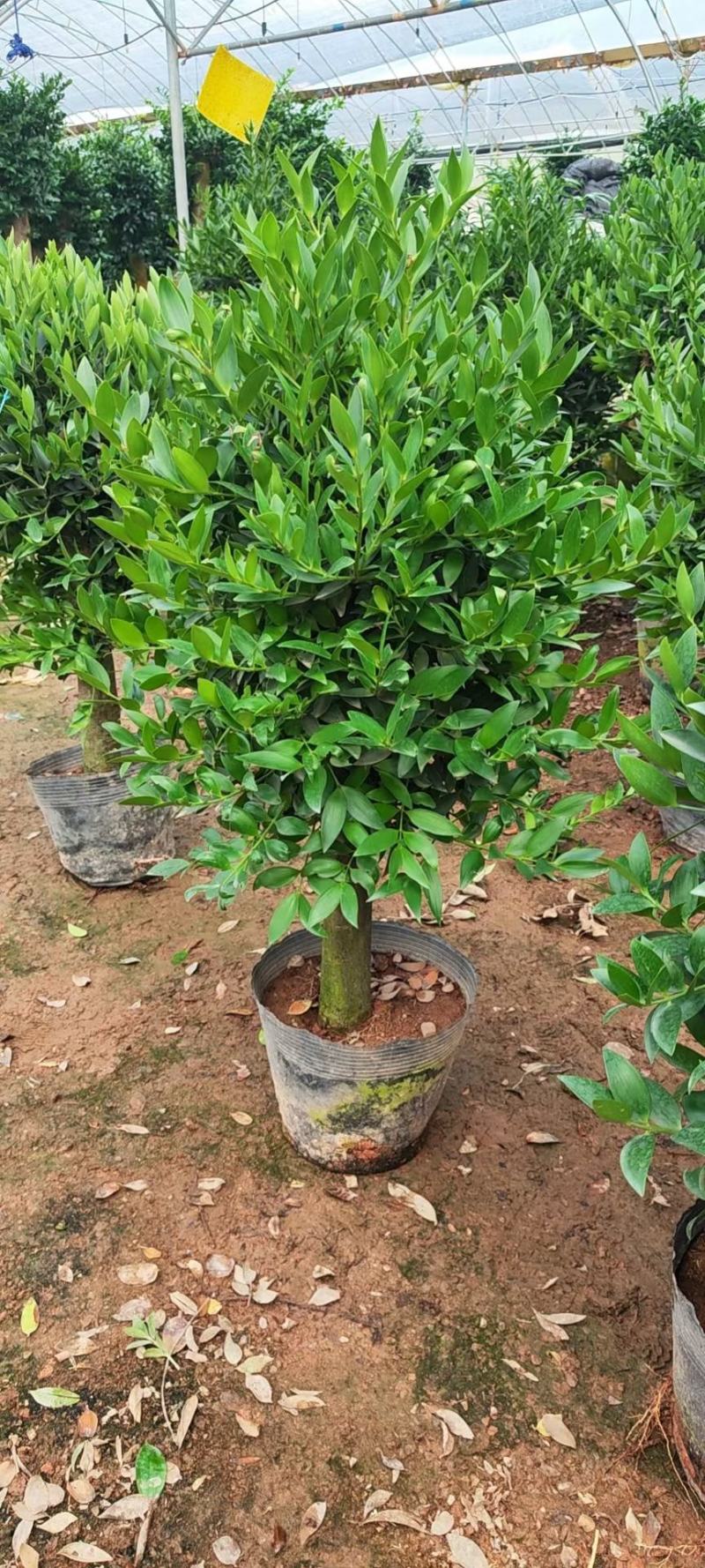 竹柏老桩