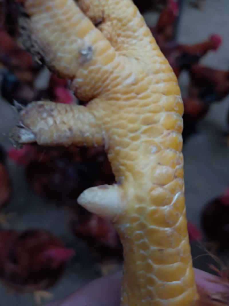 陕西三八零肉鸡大公鸡母鸡