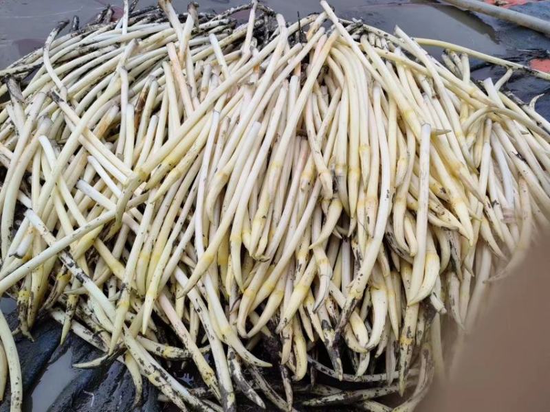 产地藕带量大从优欢迎全国老板前来考察洽谈合作
