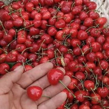 冠县萨美托樱桃，红灯，美早，布鲁克斯，黄蜜等樱桃大量上市