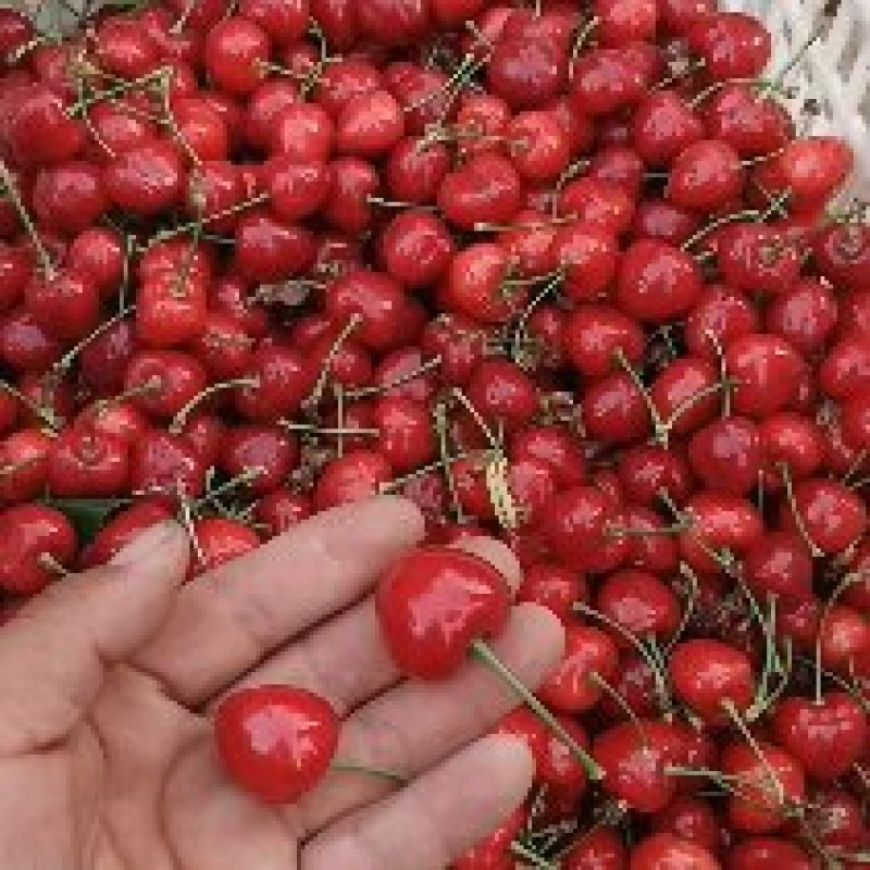 冠县萨美托樱桃，红灯，美早，布鲁克斯，黄蜜等樱桃大量上市