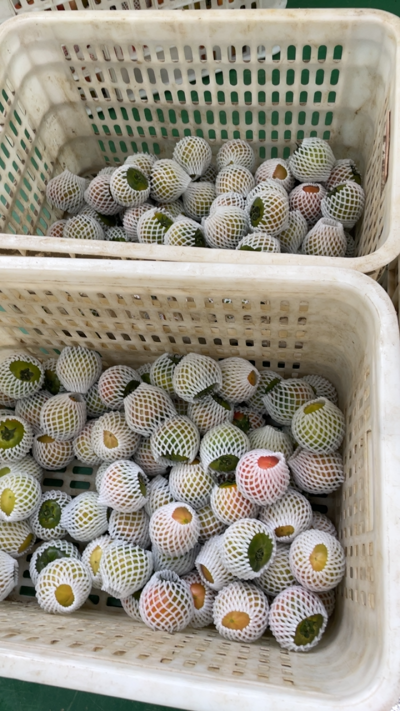 盘锦碱地柿子