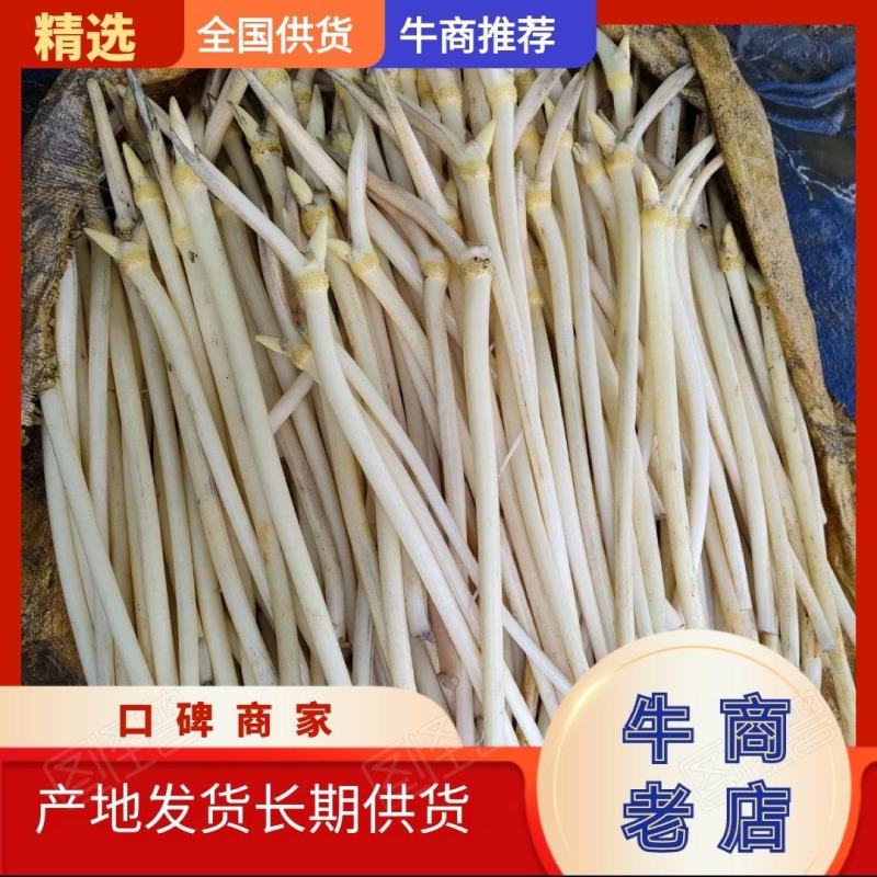藕带产地量大从优欢迎全国老板前来考察洽谈合作