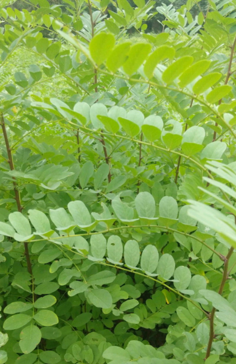 刺槐苗，荒山造林的佳品产地现挖现发可视频看货